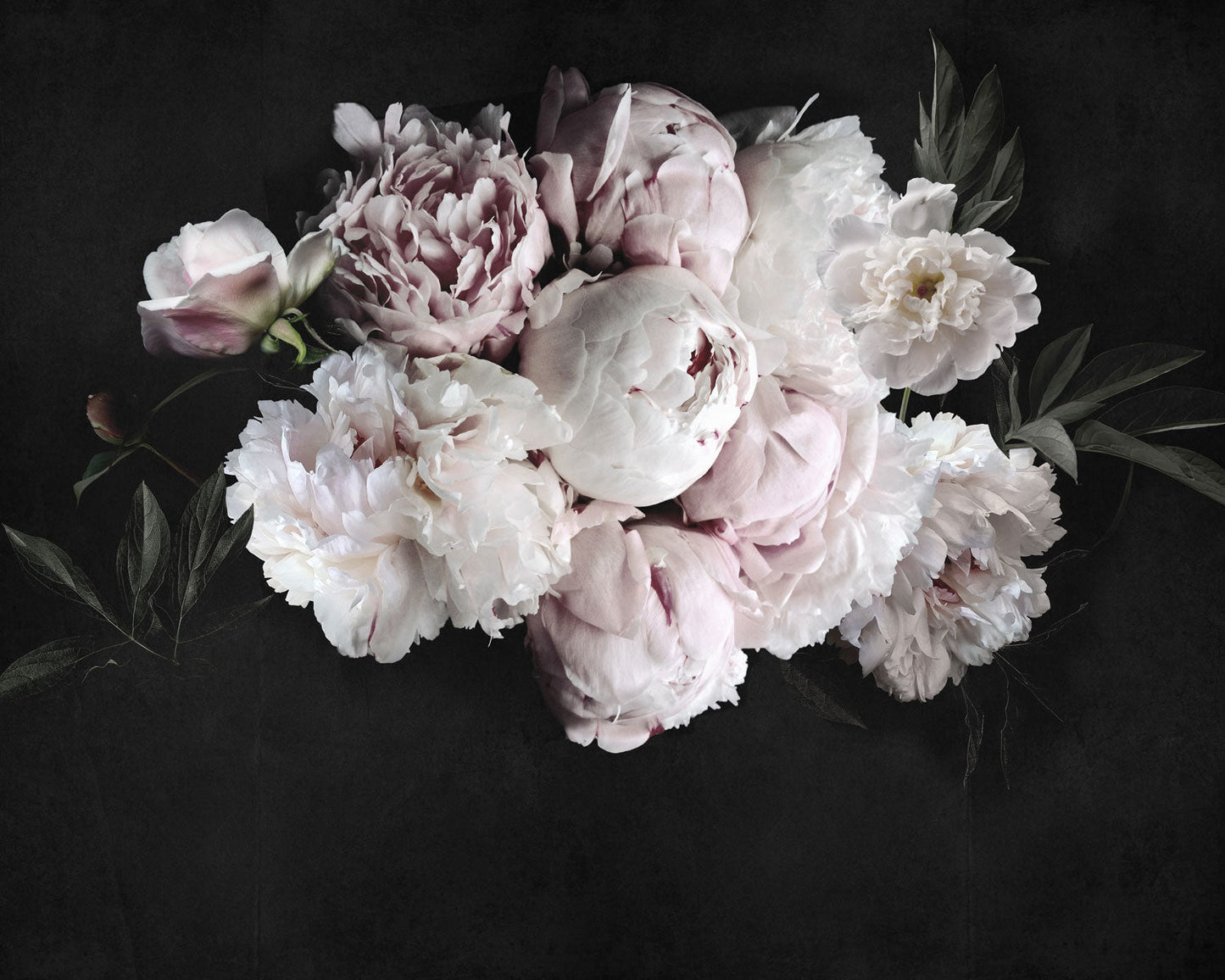 Peonias - Papel Pintado